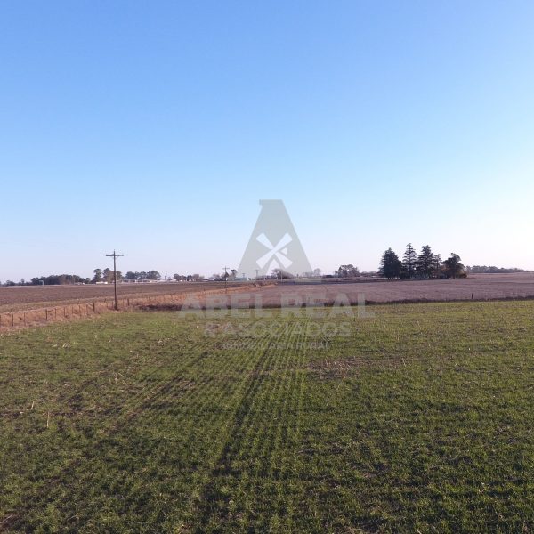 21 ha La Agraria | Prov. Buenos Aires