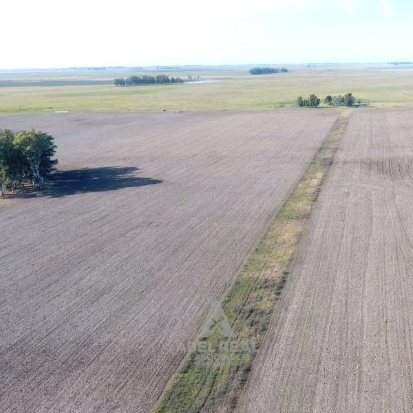 400 ha Carlos Tejedor | Prov. Buenos Aires - Imagen 4