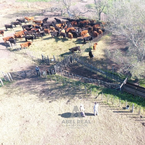 400 ha Carlos Tejedor | Prov. Buenos Aires - Imagen 3