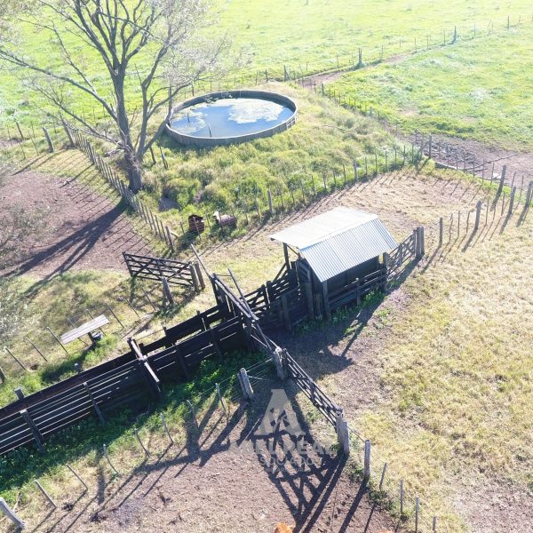 400 ha Carlos Tejedor | Prov. Buenos Aires - Imagen 2