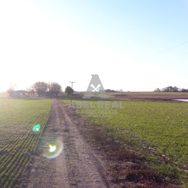 21 ha La Agraria | Prov. Buenos Aires - Imagen 2