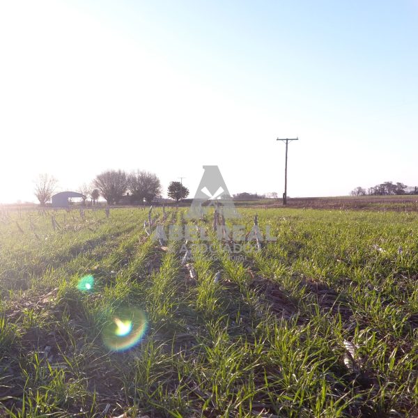21 ha La Agraria | Prov. Buenos Aires - Imagen 4