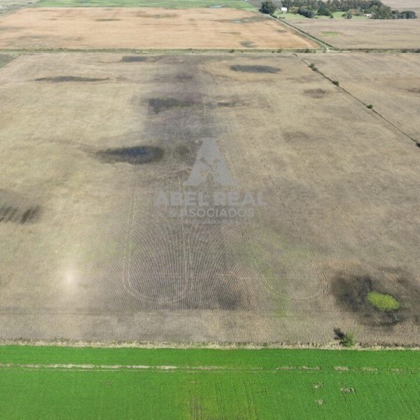 30 ha Bermúdez  | Prov. de Buenos Aires - - Imagen 5