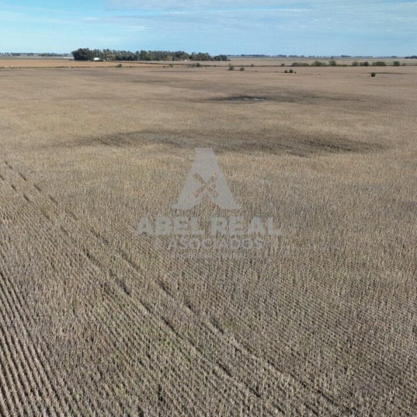 30 ha Bermúdez  | Prov. de Buenos Aires - - Imagen 6