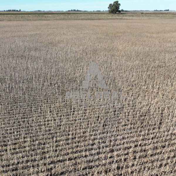 30 ha Bermúdez  | Prov. de Buenos Aires - - Imagen 3
