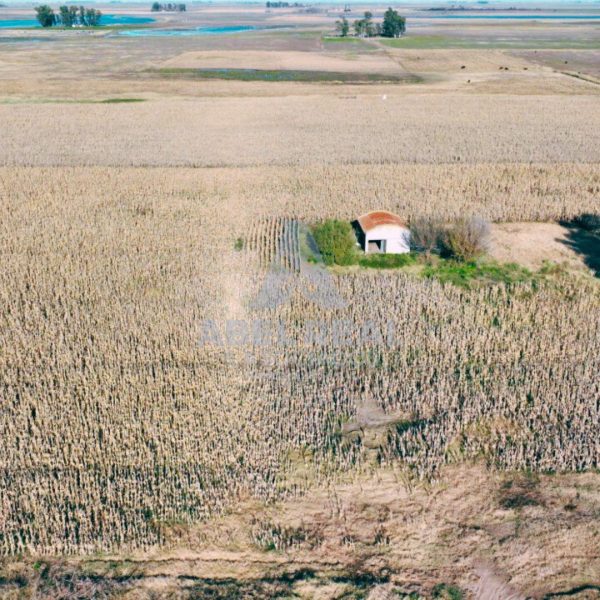 60 ha Bayauca | Prov. de Buenos Aires - - - Imagen 4