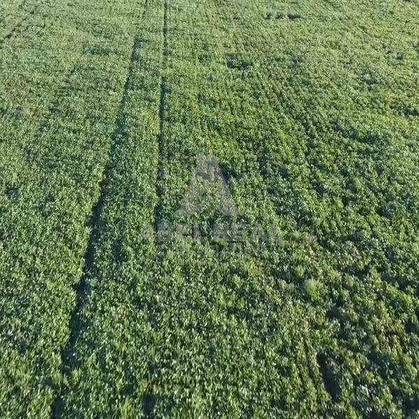 100 ha Drabble | Prov. de Buenos Aires - - - Imagen 3