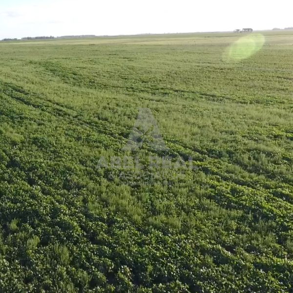 100 ha Drabble | Prov. de Buenos Aires - - - Imagen 4