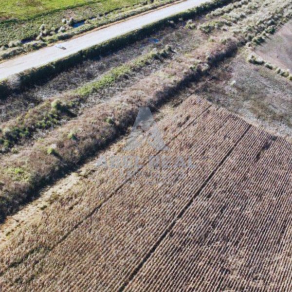 60 ha Bayauca | Prov. de Buenos Aires - - - Imagen 3