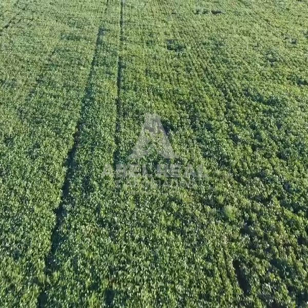 100 ha Drabble | Prov. de Buenos Aires - -