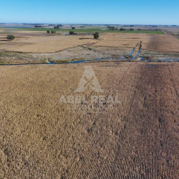 60 ha Bayauca | Prov. de Buenos Aires - - - Imagen 5