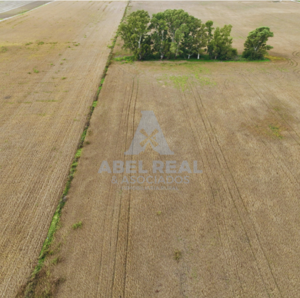 35 ha Bragado | Prov. de Buenos Aires - - -