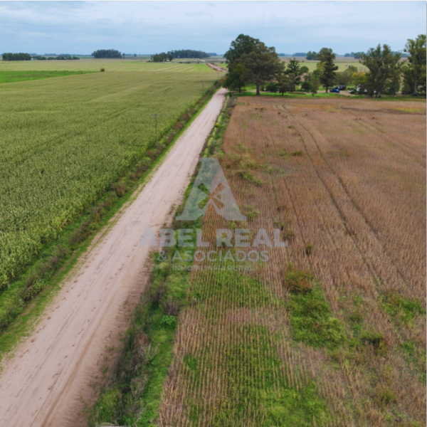 35 ha Bragado | Prov. de Buenos Aires - - - - Imagen 4