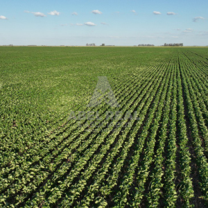 110_ha_Ameghino| Prov. de Buenos Aires - - -