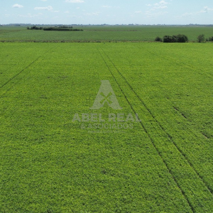 130_ha_San Gregorio| Prov. de Buenos Aires - -